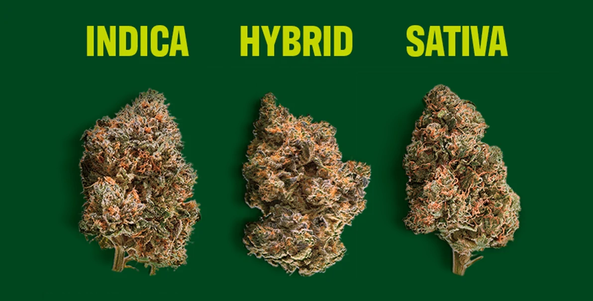 buy weed online newcastle