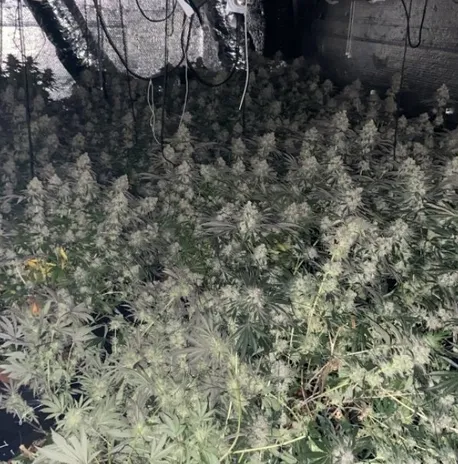weed shop