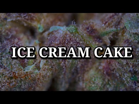 buy real hash online uk